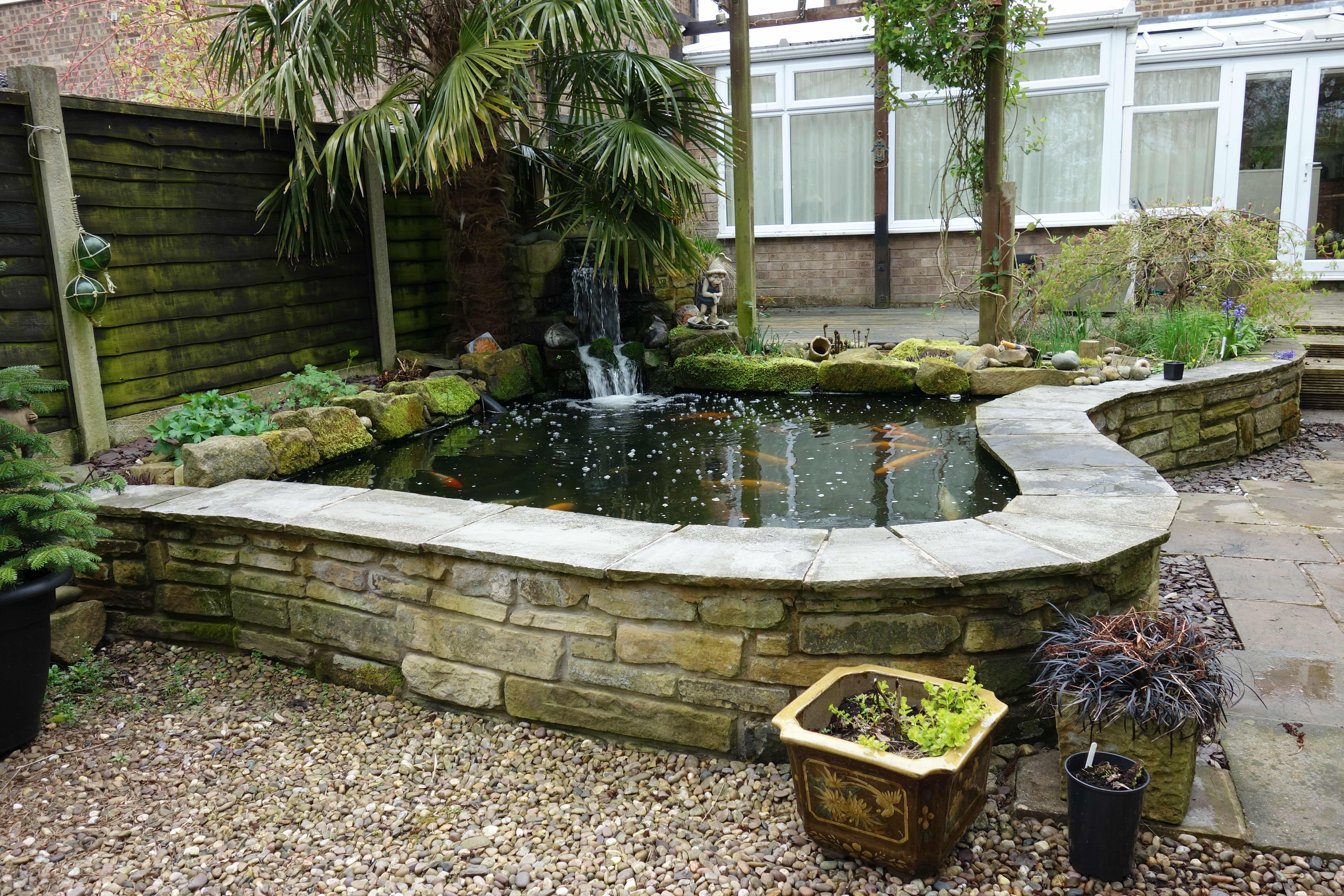 Raised pond with Golden Orfe and Koi Carp near Bolton.