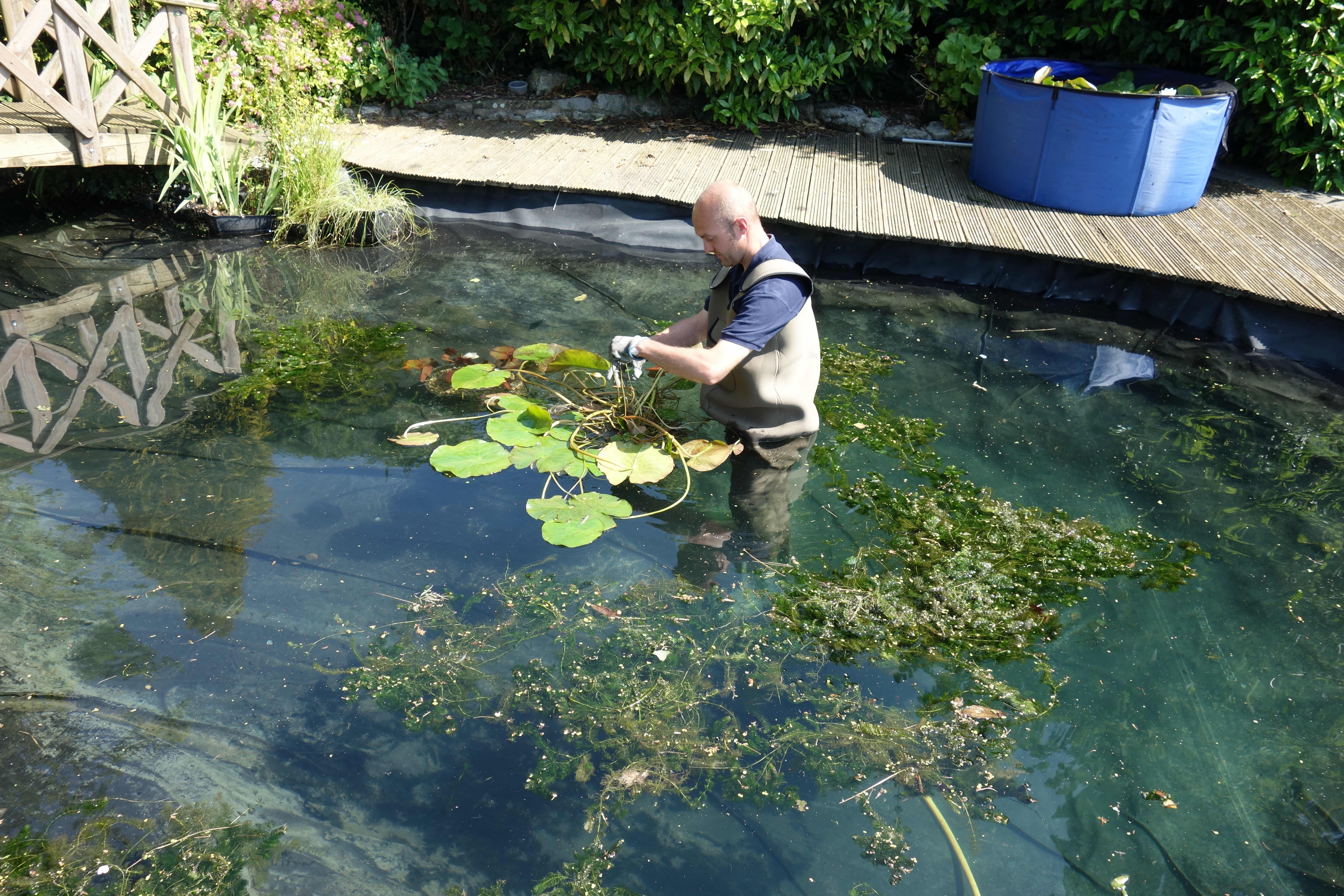 Pond maintenance contractor replanting a pond with water lilys, following a pond maintenance visit in Clitheroe.