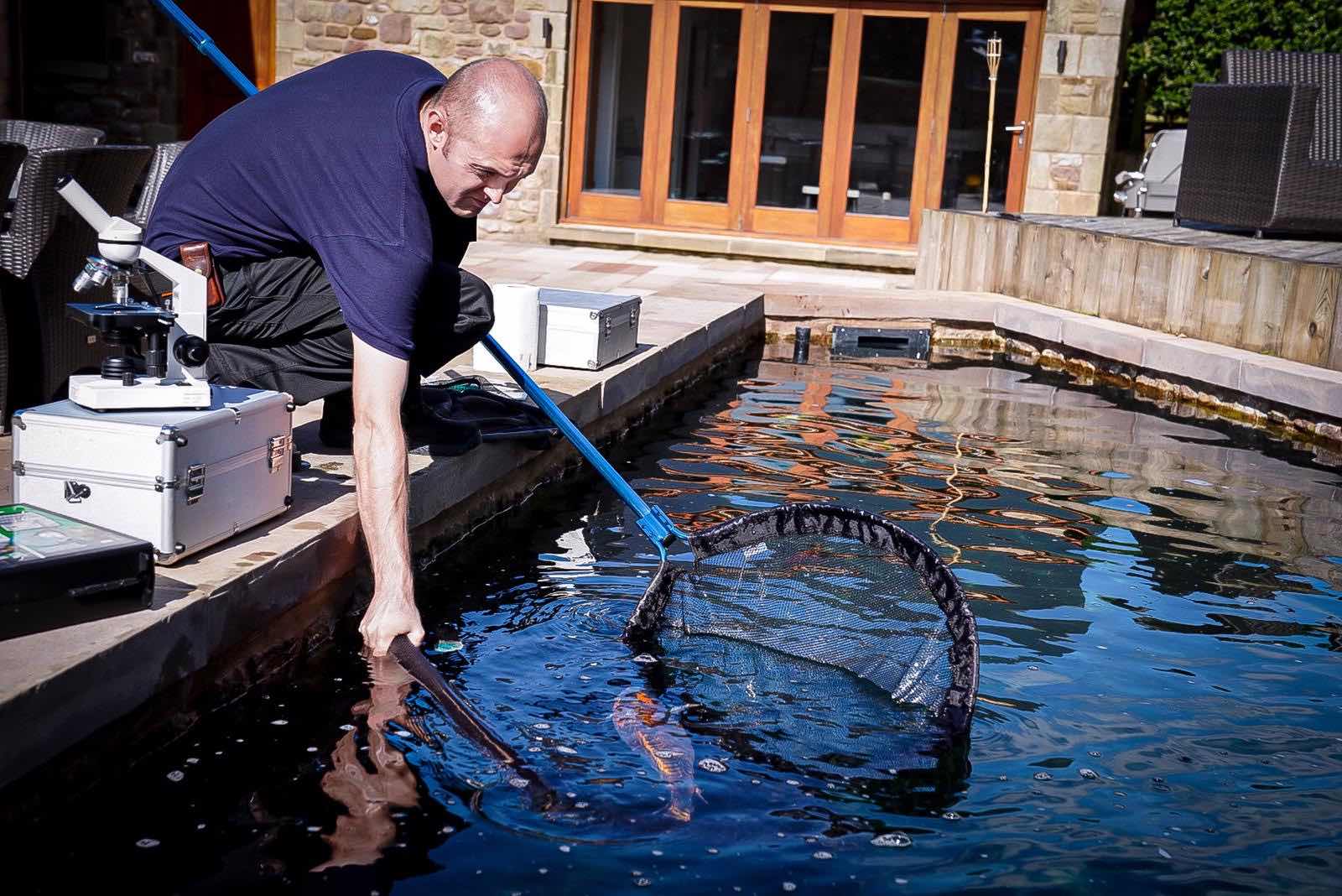 Daniel Green, proprietor of Green's Aquatic Services, netting a koi carp at a pond in Chorley.