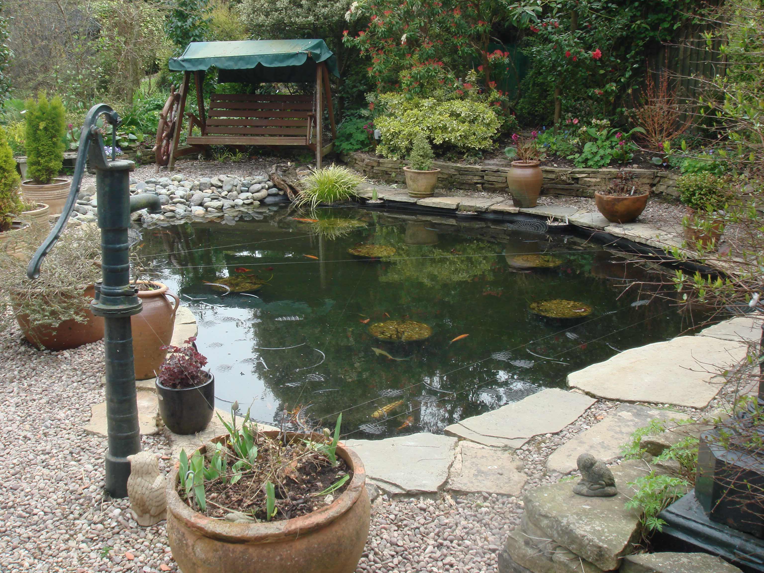 Pond with goldfish, koi carp, orfe and sturgeon in Cheadle, Cheshire.
