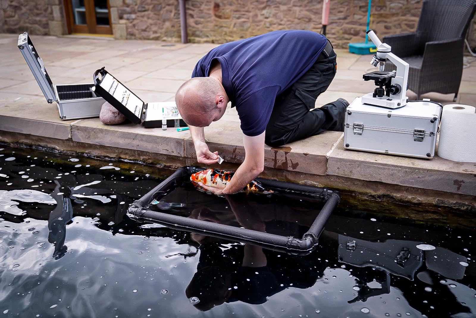 Koi health specialist carrying out a skin scrape on a koi carp, during a koi health check in Withnell.