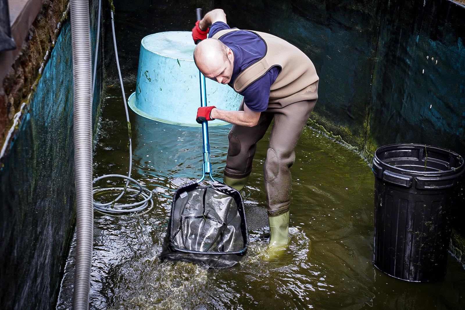 Pond cleaning contractor netting sludge from a pond, during a pond cleaning service in Chorley.